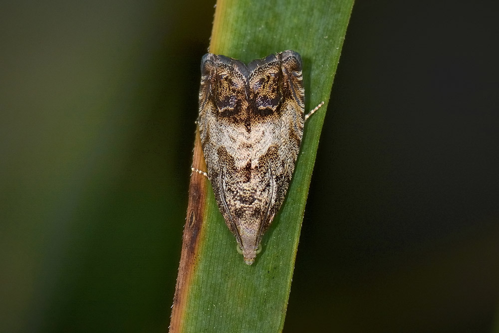 Pammene sp.? No, Cydia splendana